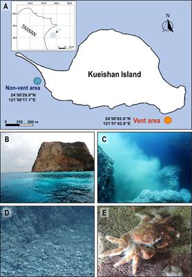 Shallow-water hydrothermal vent system as an extreme proxy for discovery of microbiome significance in a crustacean holobiont